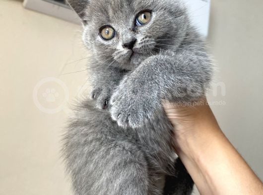 British Shorthair Orjinal