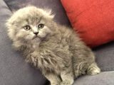 British Shorthair Ve Scottish Longhair Erkek Yavru
