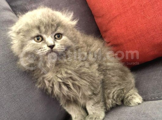 British Shorthair Ve Scottish Longhair Erkek Yavru görsel