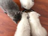 Scottish Fold Ve Scottish Straight Blue Point Yavrular