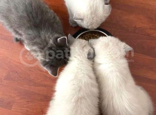 Scottish Fold Ve Scottish Straight Blue Point Yavrular görsel