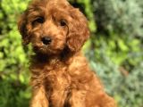 Red Brown Maltipoo