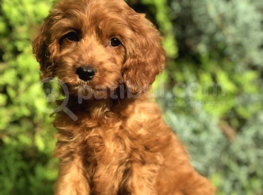 Red Brown Maltipoo