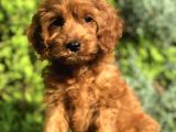 Red Brown Maltipoo
