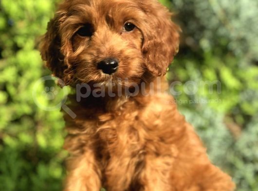 Red Brown Maltipoo görsel