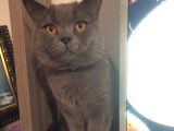 British Shorthair Ve Scottish Longhair Erkek Yavru