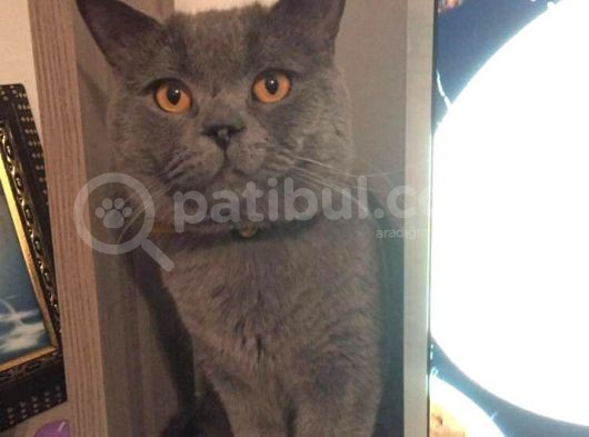 British Shorthair Ve Scottish Longhair Erkek Yavru görsel