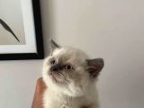 Scottish Fold Ve Scottish Straight Blue Point Yavrular