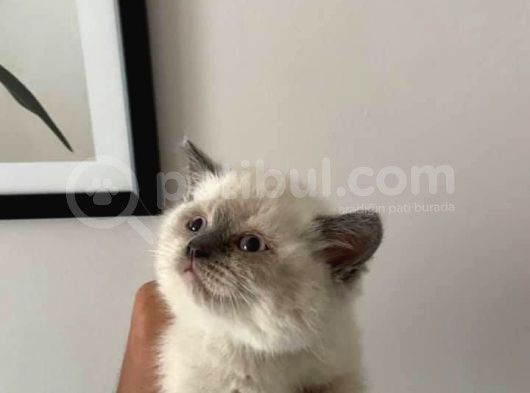 Scottish Fold Ve Scottish Straight Blue Point Yavrular görsel