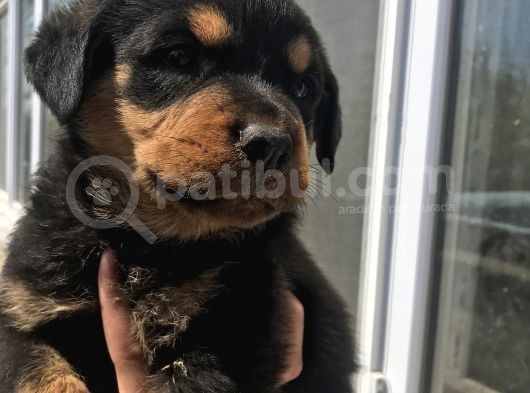 Uygun Rottweiler Yavruları görsel