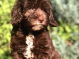 Tr İlk Chocolatte Maltipoo