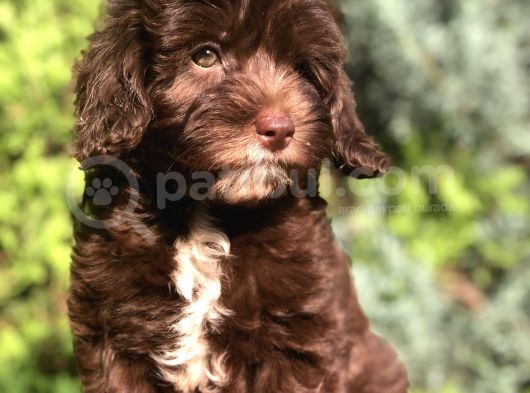 Tr İlk Chocolatte Maltipoo görsel
