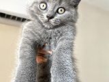 Erkek British Shorthair