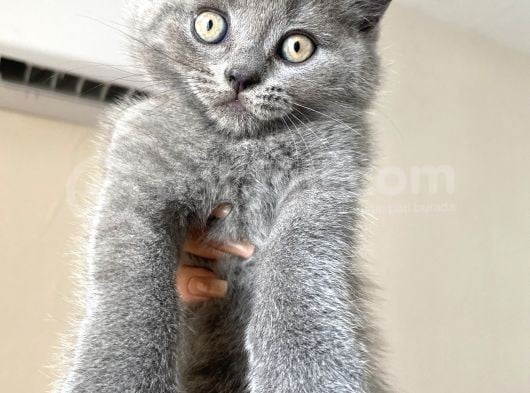 Erkek British Shorthair