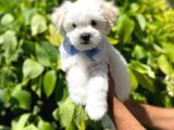 Anne AltIndan Maltese Terrier