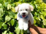 Anne Altindan Maltese Terrier