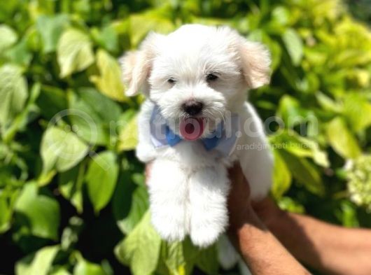 Anne Altindan Maltese Terrier görsel