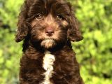 Tr İlk Chocolatte MALTIPOO