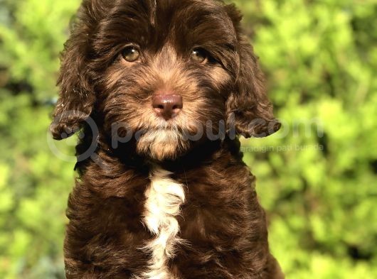 Tr İlk Chocolatte Maltipoo