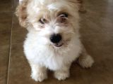 Maltipoo 2.5 Aylık Yavru