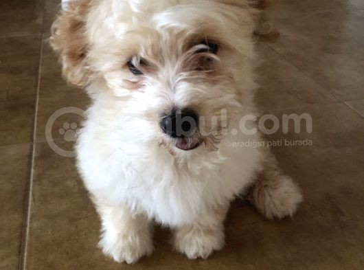 Maltipoo 2.5 Aylık Yavru