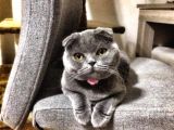 British Shorthair Ve Scottish Longhair Erkek Yavru