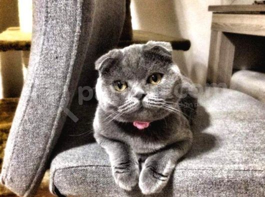 British Shorthair Ve Scottish Longhair Erkek Yavru görsel