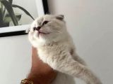 Scottish Fold Ve Scottish Straight Blue Point Yavrular