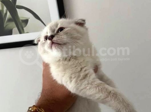 Scottish Fold Ve Scottish Straight Blue Point Yavrular görsel