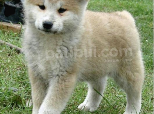 Saf Irk Akita Yavrular görsel