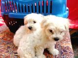 Maltese Terrier Yavrular