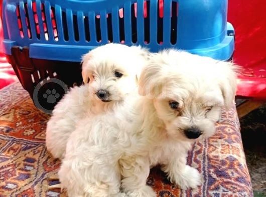 Maltese Terrier Yavrular görsel
