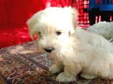 Maltese Terrier Yavrular