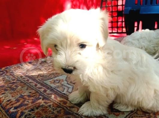 Maltese Terrier Yavrular