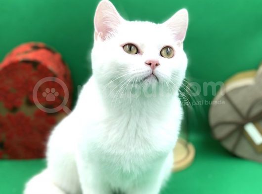 Scottish Straight White Erkek görsel