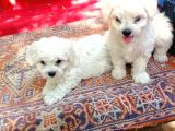 Maltese Terrier Yavrular