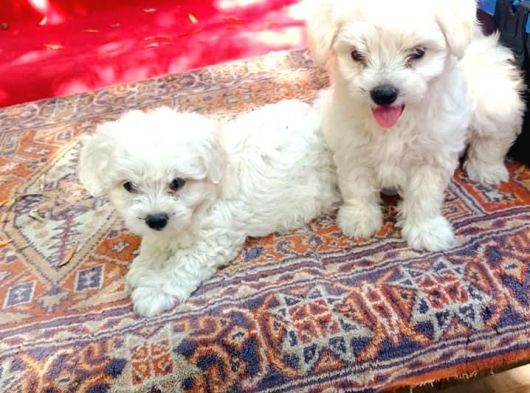 Maltese Terrier Yavrular görsel
