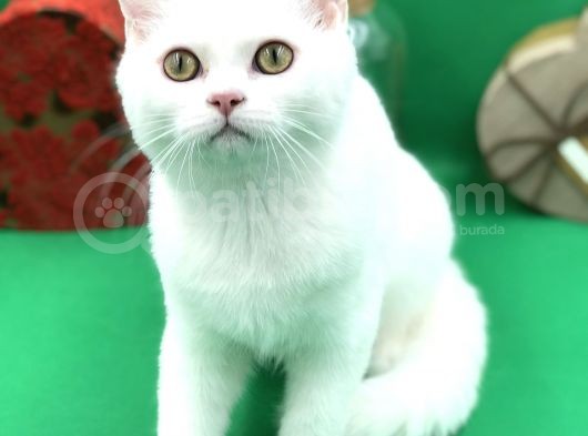 Scottish Straight White Erkek görsel