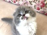 Scottish Fold Bicolor Longhair Dişi 2 Aylık Aşıları Var Karnesi Var