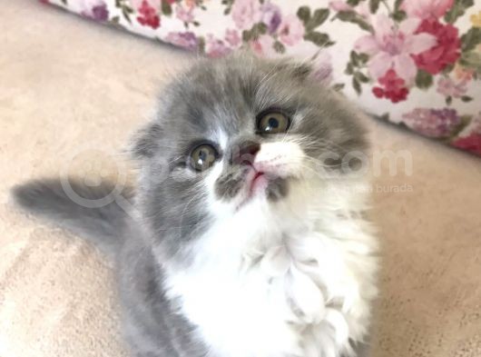 Scottish Fold Bicolor Longhair Dişi 2 Aylık Aşıları Var Karnesi Var görsel