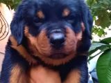 Rottweiler Yavrular