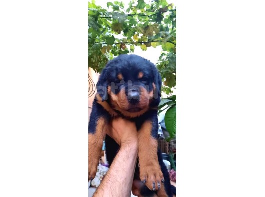 Rottweiler Yavrular