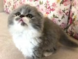 Scottish Fold Bicolor Longhair Dişi 2 Aylık Aşıları Var Karnesi Var