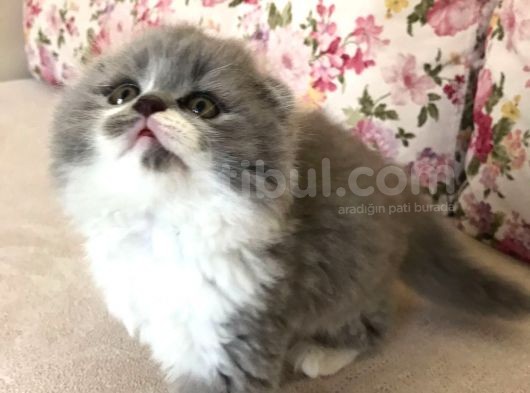 Scottish Fold Bicolor Longhair Dişi 2 Aylık Aşıları Var Karnesi Var görsel