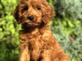 Red Brown Maltipoo