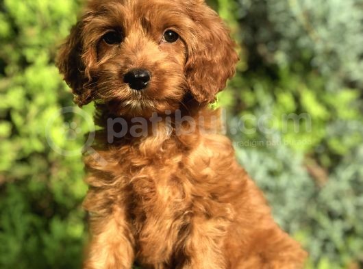 Red Brown Maltipoo görsel