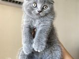 Safkan Orjinal Scottish Fold