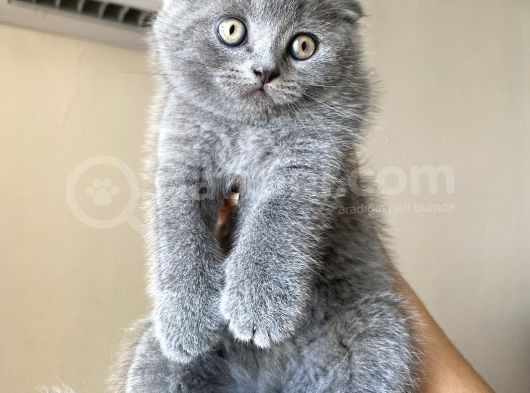 Safkan Orjinal Scottish Fold