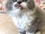 Scottish Fold Bicolor Longhair Dişi 2 Aylık Aşıları Var Karnesi Var