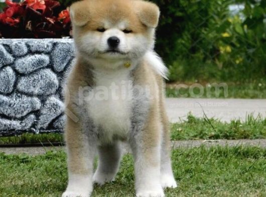 Saf Irk Akita Yavrular görsel